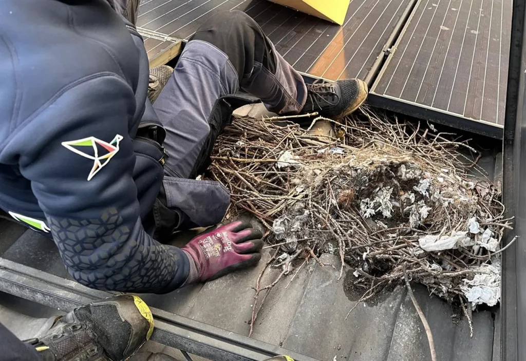 Vogelnest verwijderen