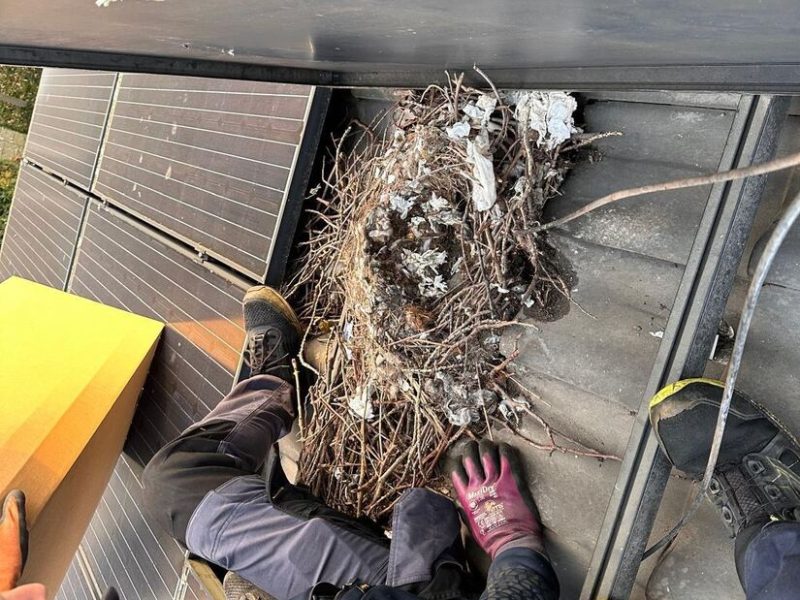 Nest verwijderd onder de panelen